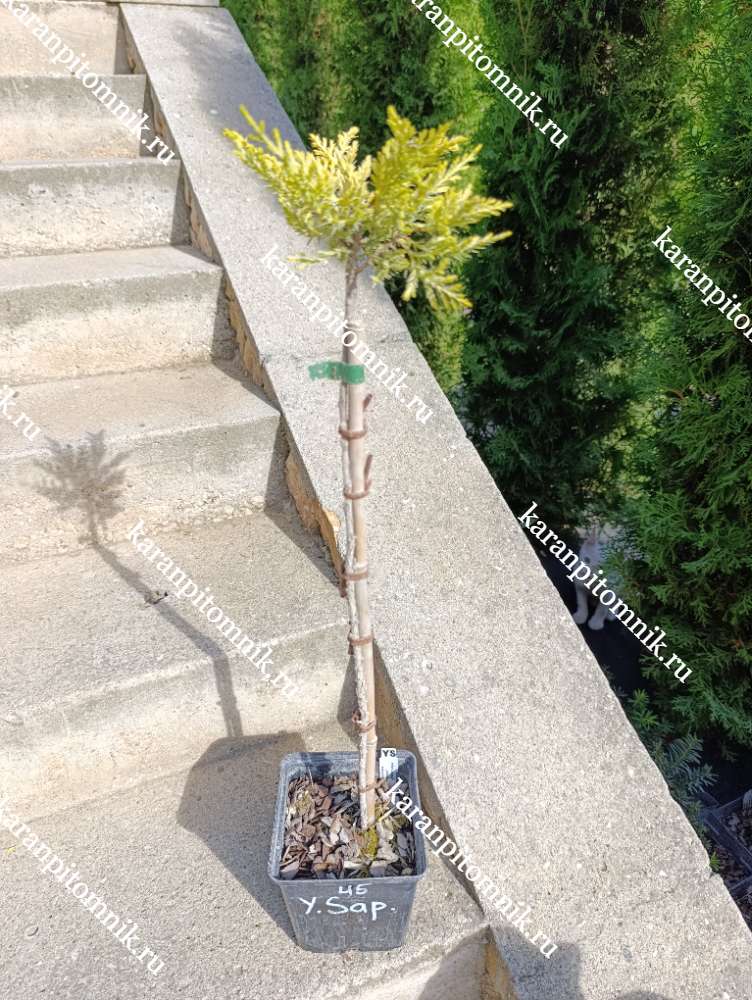 Можжевельник средний Еллоу Сапфир (штамб Ра45) купить