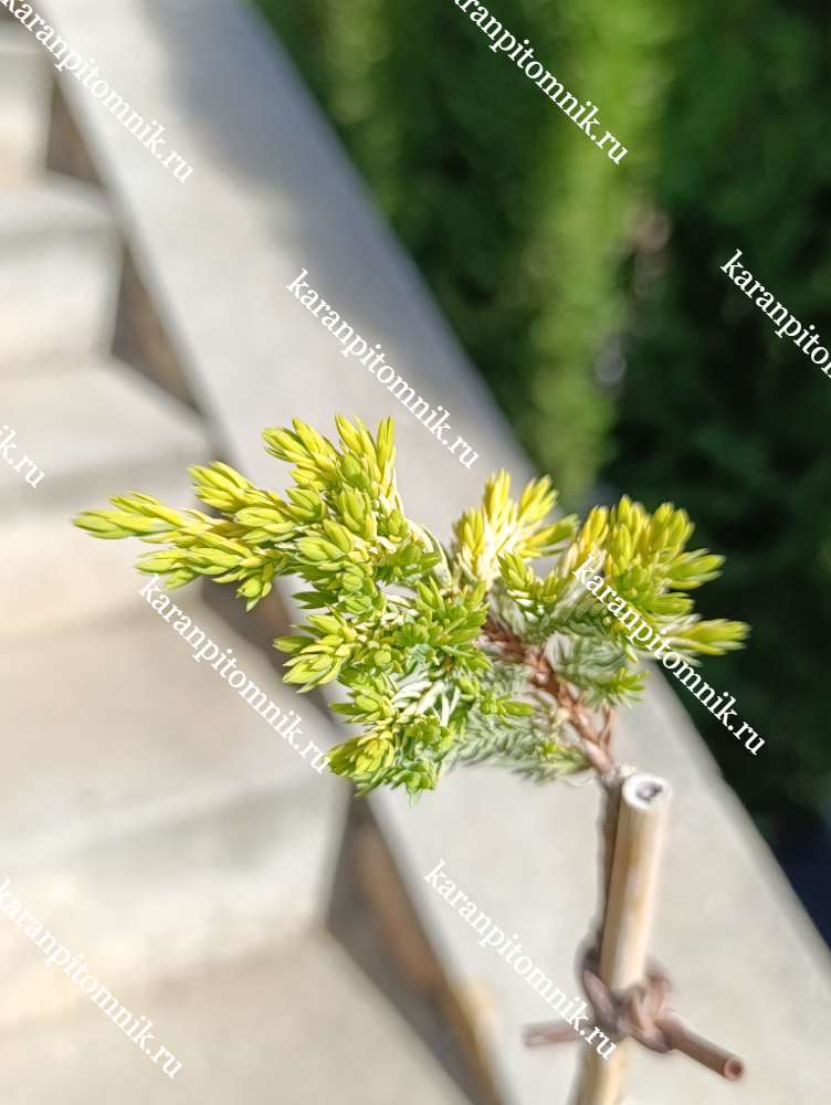 Можжевельник лежачий Кишиогима (штамб Ра55) купить