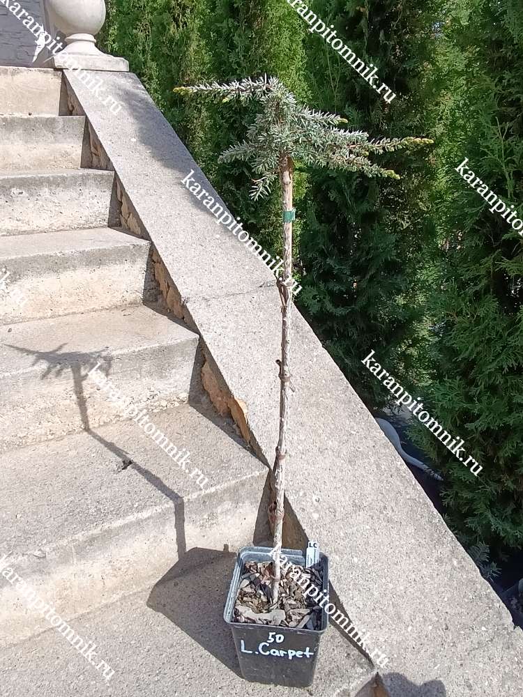 Можжевельник обычный Лемон Карпет (штамб Ра50) купить