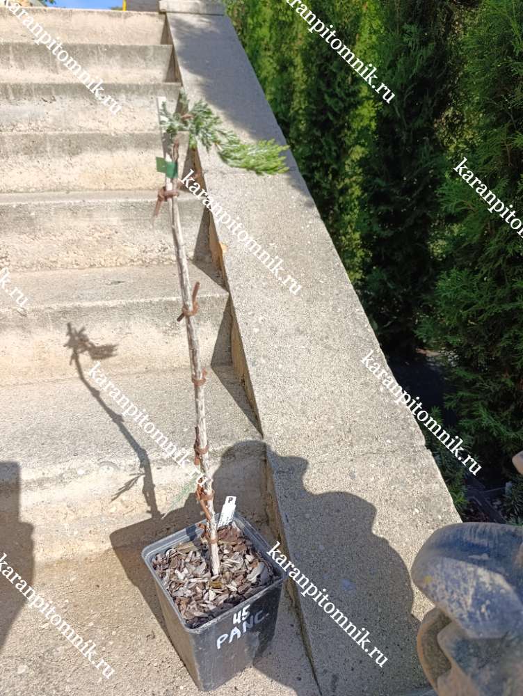 Можжевельник горизонтальный Панкейк (штамб Ра45) купить